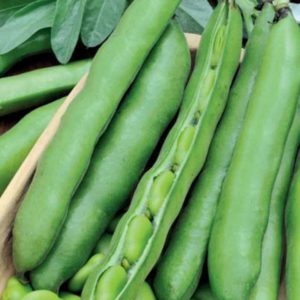 Variétés et variétés de haricots: cheval (jardin), décoratifs, légumes à gros fruits, fourrage