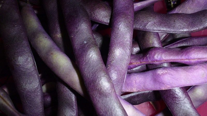 Variétés et variétés de haricots: cheval (jardin), décoratifs, légumes à gros fruits, fourrage