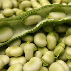 Variétés et variétés de haricots: cheval (jardin), décoratifs, légumes à gros fruits, fourrage