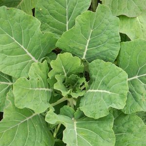 Kale: photo, description des variétés, technologie de collecte