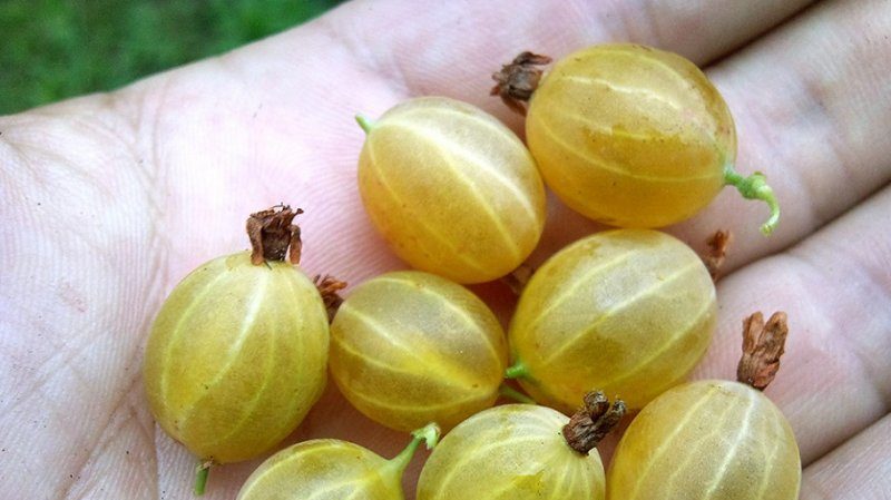 Variété de groseille mûre précoce Dzintars Kursu