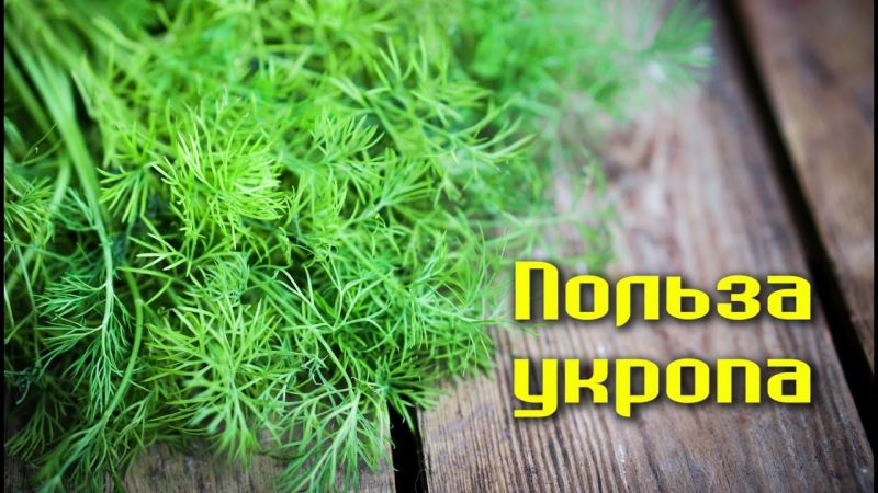 Incroyable mais vrai: les propriétés médicinales de l'aneth sont étonnantes