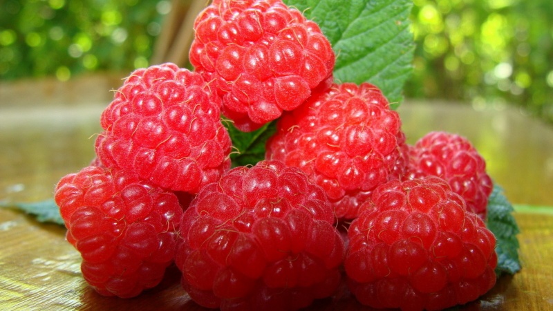 Les meilleures variétés de framboises à gros fruits
