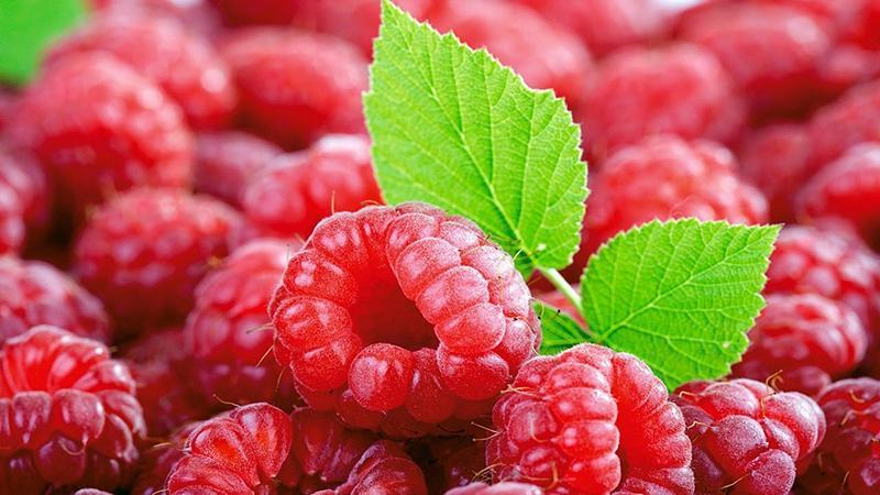 Les meilleures variétés de framboises à gros fruits
