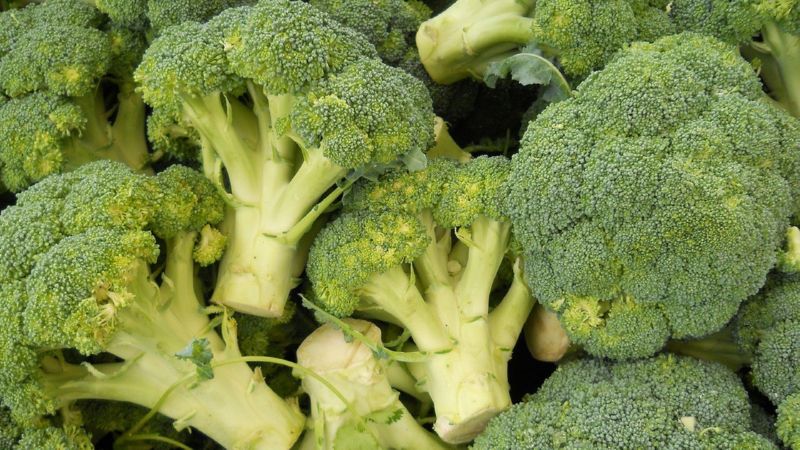 Les meilleures variétés de brocoli pour la région de Moscou, cultivées en pleine terre et en serre