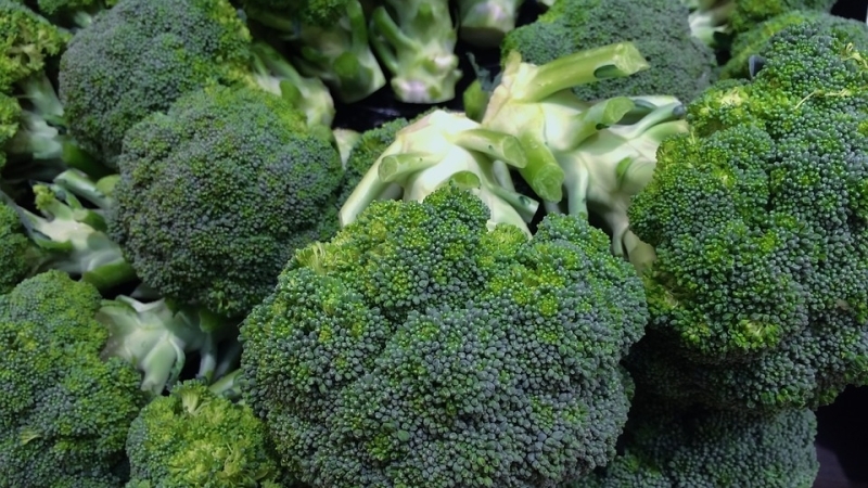 Les meilleures variétés de brocoli pour la région de Moscou, cultivées en pleine terre et en serre
