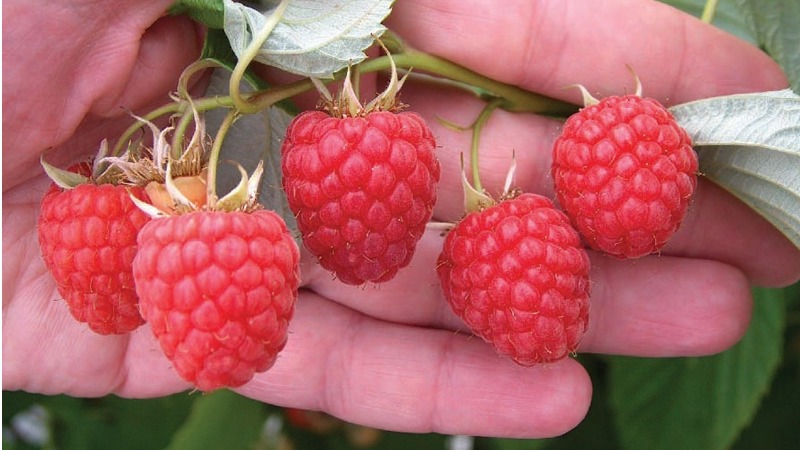 Variétés de framboises pour la voie du milieu