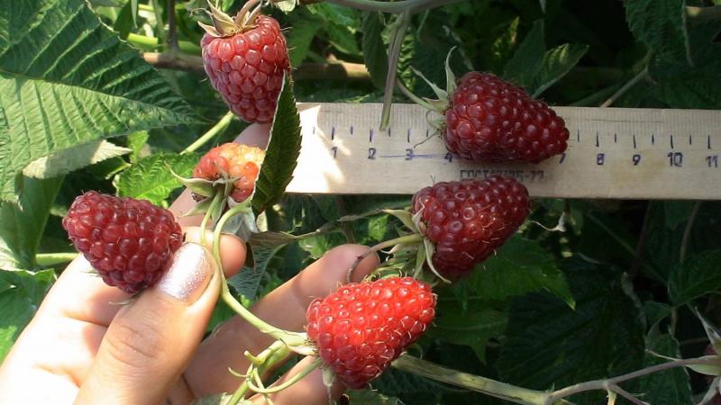 Les meilleures variétés de framboises pour l'Oural et les particularités de leur culture