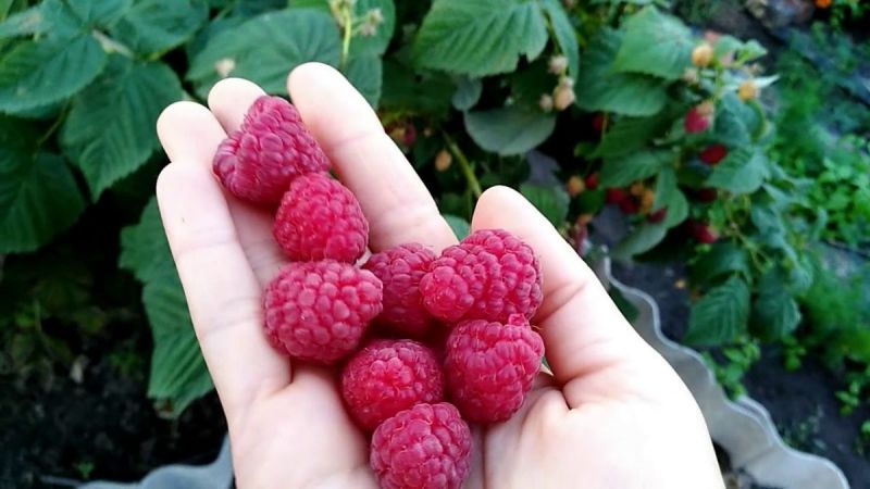 Variétés de framboises pour la voie du milieu