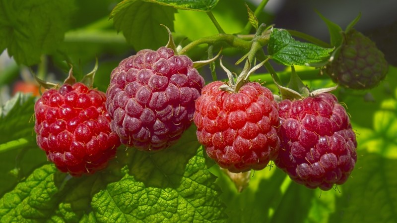 Variétés de framboises pour la voie du milieu
