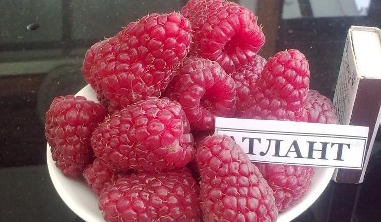 Les meilleures variétés de framboises à gros fruits