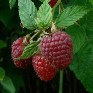 Les meilleures variétés de framboises à gros fruits
