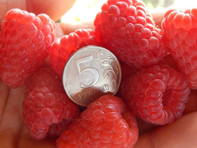 Les meilleures variétés de framboises à gros fruits