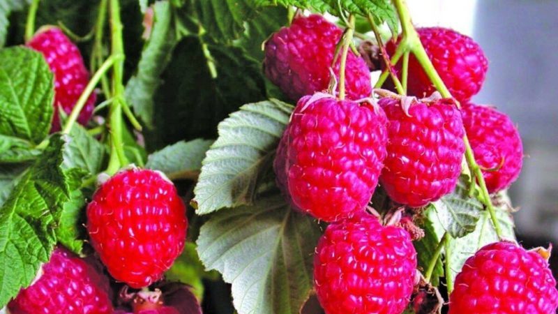 Les meilleures variétés de framboises à gros fruits