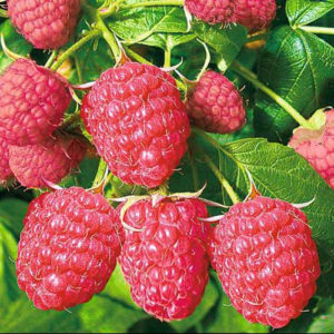 Les meilleures variétés de framboises à gros fruits
