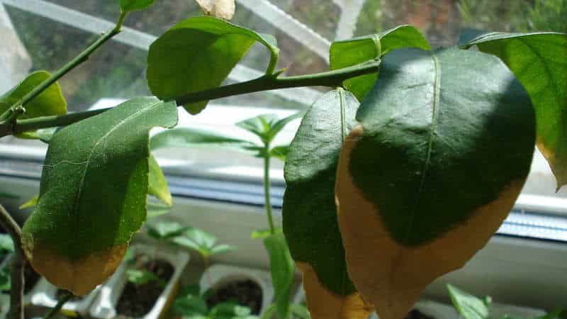 Comment sauver les mandarines des vers et des maladies