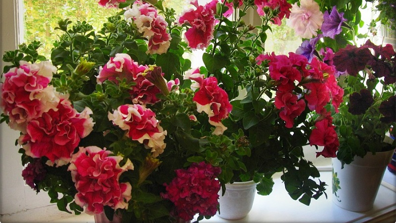 Est-il possible de cultiver du pétunia en pot comme plante d'intérieur