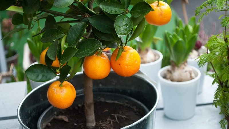 Est-il possible de faire pousser une orange à partir d'une graine et comment le faire à la maison