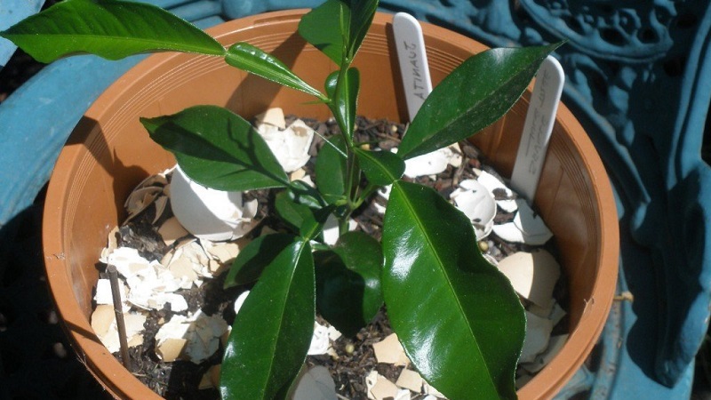 Est-il possible de faire pousser une orange à partir d'une graine et comment le faire à la maison