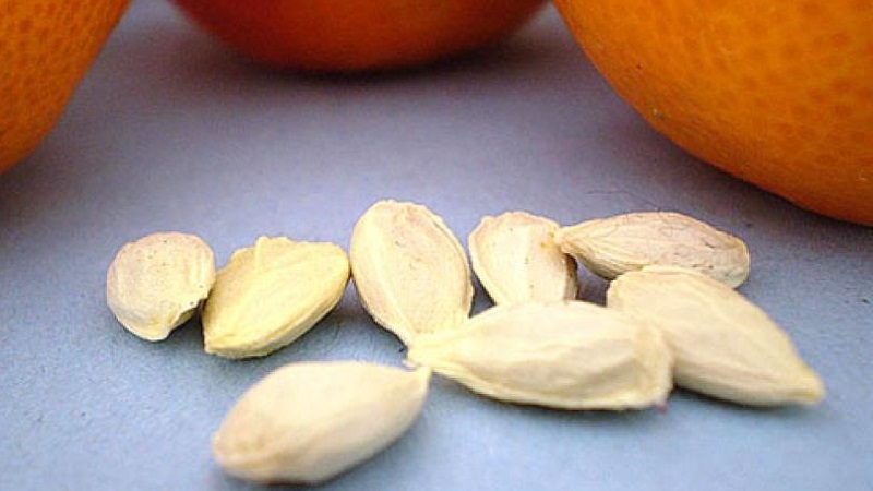 Est-il possible de faire pousser une orange à partir d'une graine et comment le faire à la maison