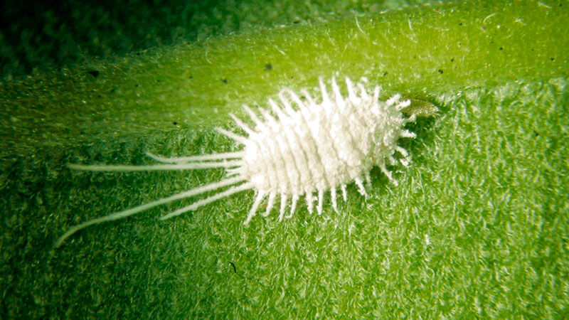 Ravageurs et maladies du citron: traitement et prévention à domicile