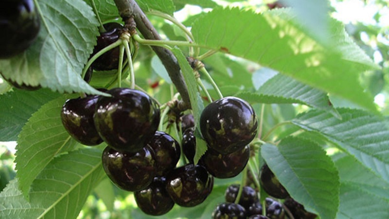 Fiable et adaptée à la culture dans les climats rigoureux, la variété de cerise noire Leningradskaya