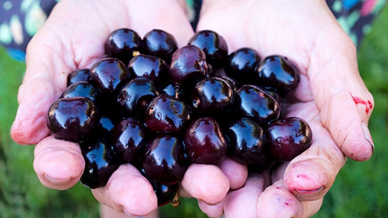 Fiable et adaptée à la culture dans les climats rigoureux, la variété de cerise noire Leningradskaya