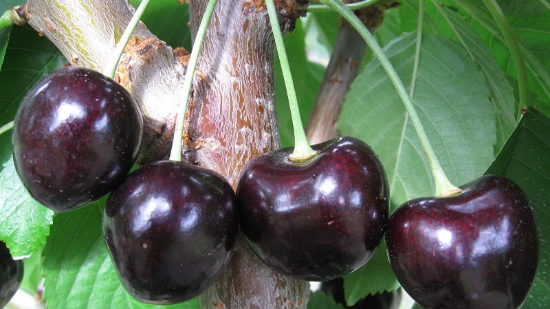 Fiable et adaptée à la culture dans les climats rigoureux, la variété de cerise noire Leningradskaya