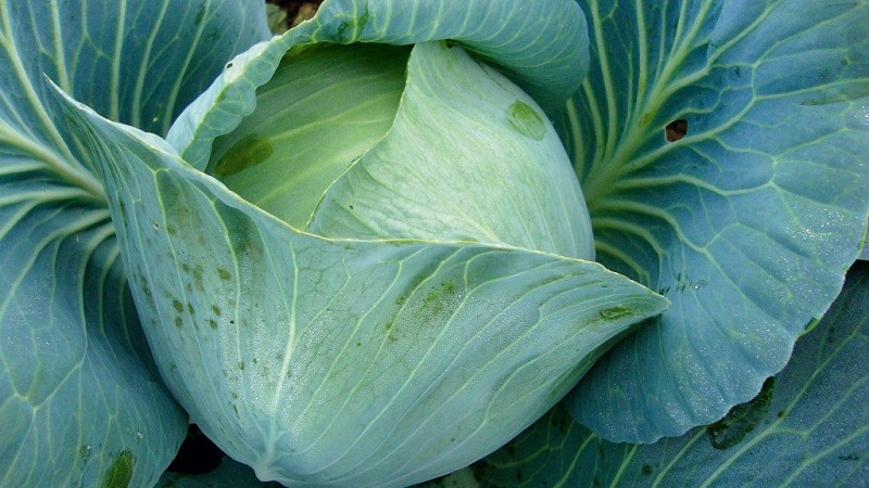 Chou hybride tardif sans prétention Prestige F1