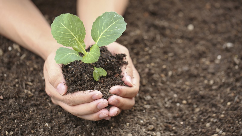 Chou hybride tardif sans prétention Prestige F1