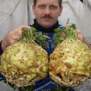 Examen des meilleures variétés de céleri racine