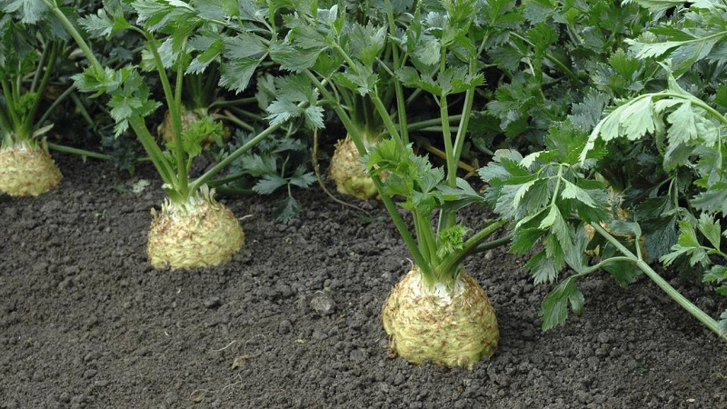 Examen des meilleures variétés de céleri racine