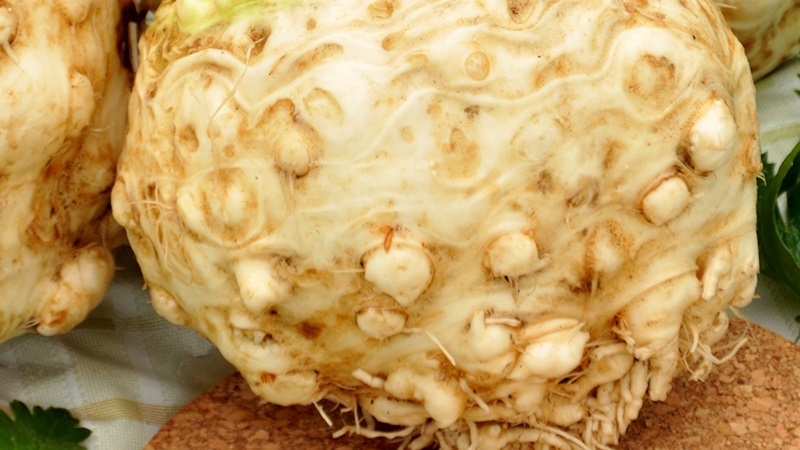 Examen des meilleures variétés de céleri racine