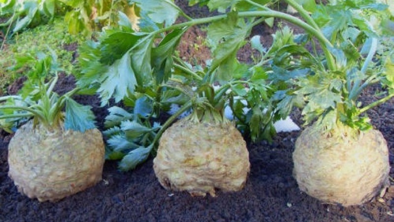 Examen des meilleures variétés de céleri racine