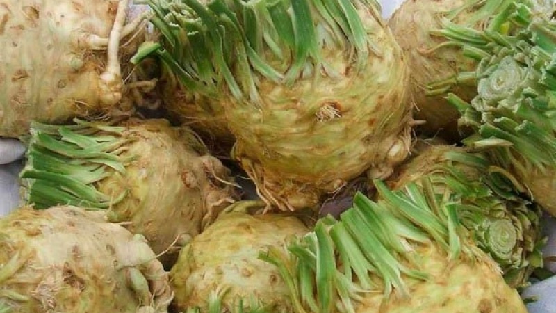 Examen des meilleures variétés de céleri racine