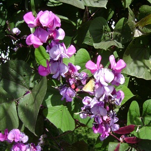 Caractéristiques de la culture et de l'utilisation des haricots jacinthe