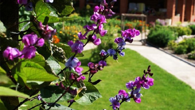 Caractéristiques de la culture et de l'utilisation des haricots jacinthe