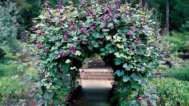 Caractéristiques de la culture et de l'utilisation des haricots jacinthe
