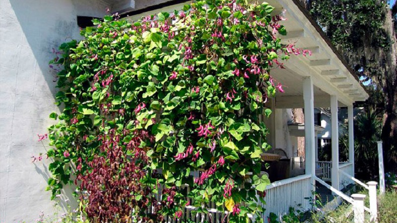 Caractéristiques de la culture et de l'utilisation des haricots jacinthe