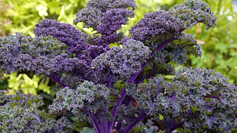 Caractéristiques de la culture d'un hybride feuillu de chou Redbor F1