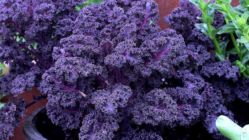 Caractéristiques de la culture d'un hybride feuillu de chou Redbor F1