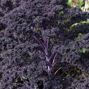 Caractéristiques de la culture d'un hybride feuillu de chou Redbor F1