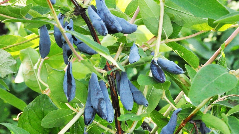 Caractéristiques de la culture du chèvrefeuille en Crimée