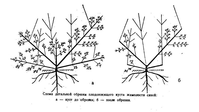 Cultivar de chèvrefeuille mi-précoce aigre-doux Gerda