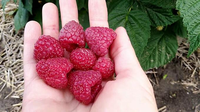 Les meilleures variétés de framboises à gros fruits