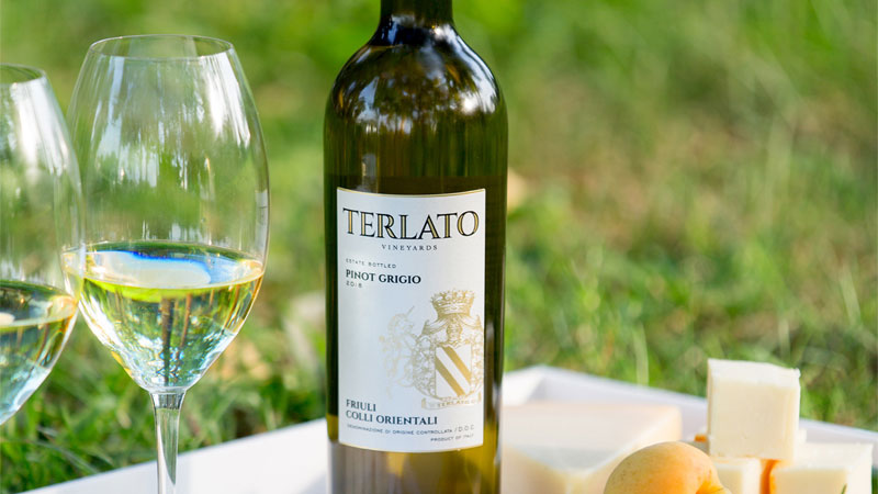 Cépage blanc Pinot grigio