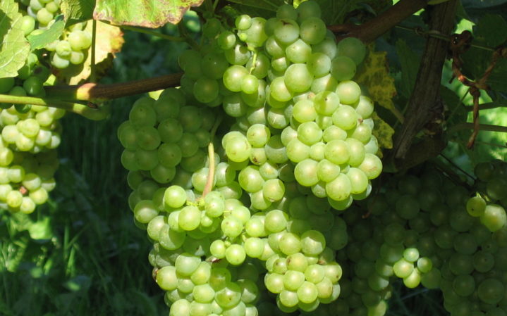 Cépage blanc Pinot grigio