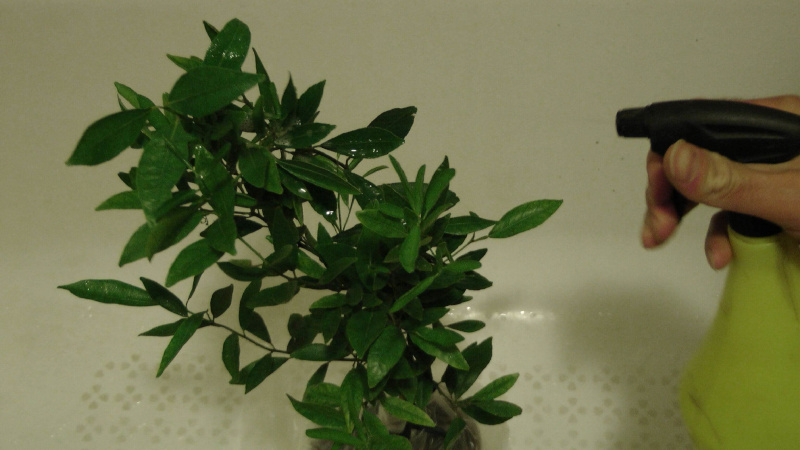 Comment nourrir le citron d'intérieur