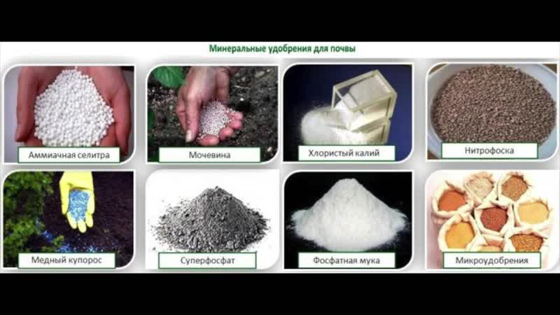 Comment nourrir le citron d'intérieur