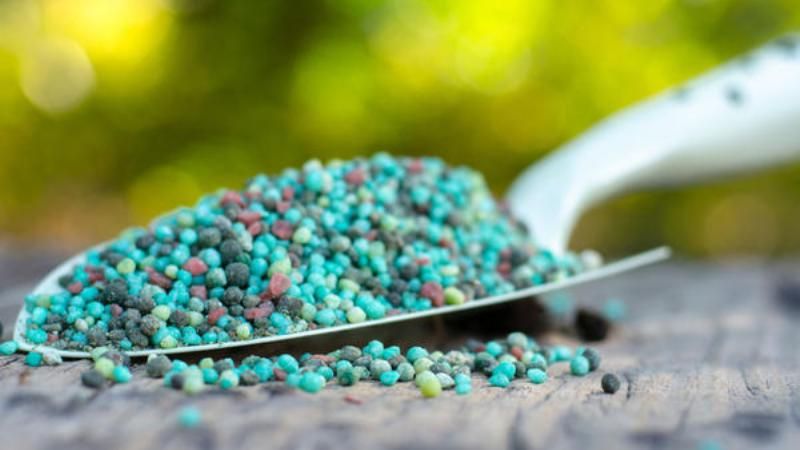 Comment nourrir le citron d'intérieur